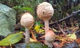 Chlorophyllum olivieri image