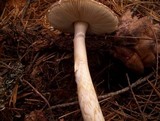 Amanita sect. Vaginatae image