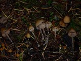 Psilocybe pelliculosa image