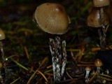 Psilocybe pelliculosa image