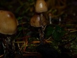 Psilocybe pelliculosa image