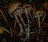 Psilocybe pelliculosa image