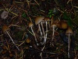 Psilocybe pelliculosa image