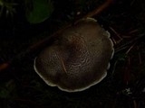 Tricholoma terreum image