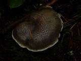 Tricholoma terreum image