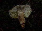 Tricholoma terreum image
