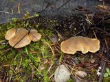 Tapinella panuoides image