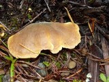 Tapinella panuoides image