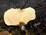 Tapinella panuoides image
