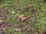 Pholiota terrestris image