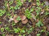 Pholiota terrestris image