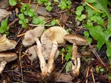 Pholiota terrestris image