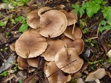 Pholiota terrestris image