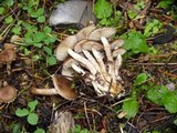Pholiota terrestris image