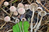 Mycena capillaripes image