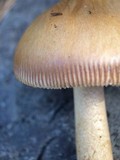 Amanita sect. Vaginatae image