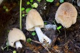 Coprinellus domesticus image