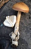 Amanita sect. Vaginatae image