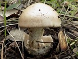 Amanita sect. Vaginatae image