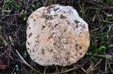 Amanita pruittii image