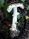 Amanita citrina var. citrina image
