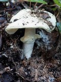Amanita citrina var. citrina image
