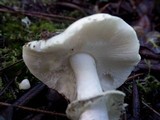Amanita citrina var. citrina image