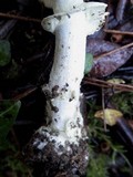 Amanita citrina var. citrina image