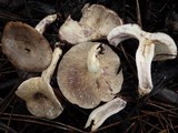 Lactarius uvidus image