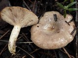 Lactarius uvidus image