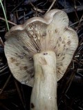 Lactarius uvidus image