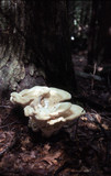 Bondarzewia berkeleyi image