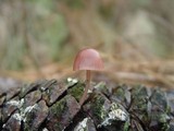 Mycena seynii image