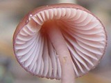 Mycena seynii image
