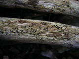 Patellaria atrata image