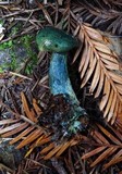 Lactarius rubrilacteus image