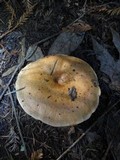 Lactarius rubrilacteus image