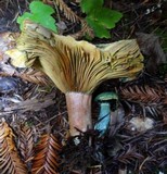 Lactarius rubrilacteus image