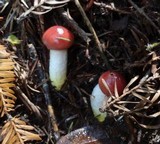 Gomphidius subroseus image