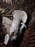 Clitocybe subconnexa image