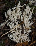Clavulina coralloides image