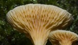 Hygrophoropsis aurantiaca image