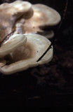 Bondarzewia berkeleyi image