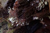 Mucronella fusiformis image