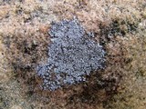 Acarospora veronensis image