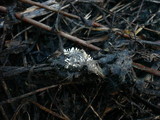 Penicillium glandicola image