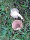 Hygrocybe colemanniana image