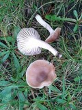 Hygrocybe colemanniana image