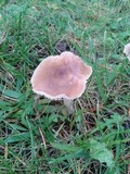 Hygrocybe colemanniana image