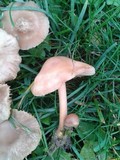 Marasmius oreades image